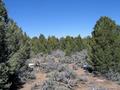 #2: View north from the confluence