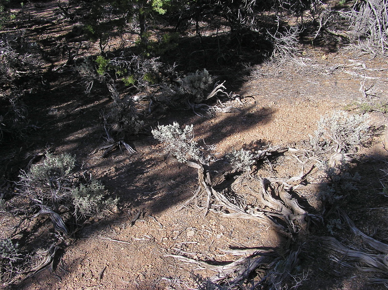 The confluence point sits among stunted pine trees