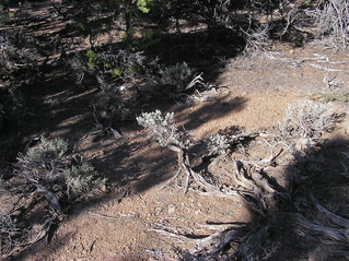 #1: The confluence point sits among stunted pine trees