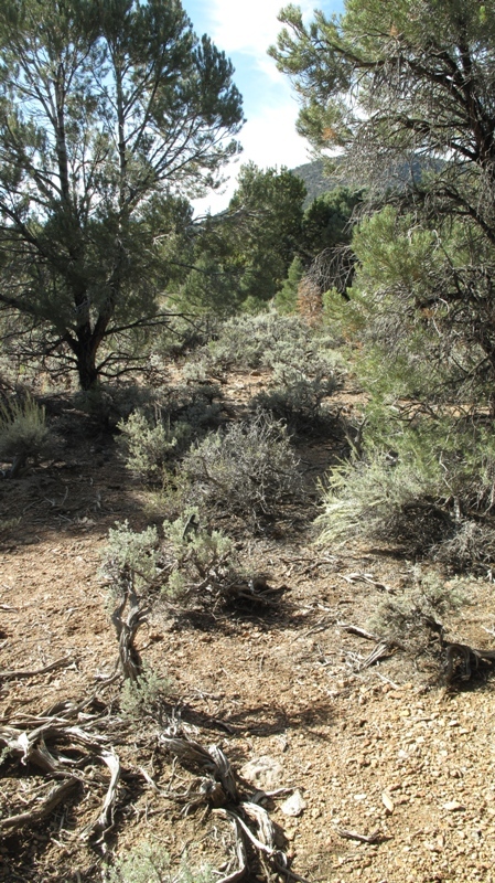 General view - the CP is about 2 m north of a cairn which includes a Geocache vault.  The GPS sitting in the near bush marks the CP.