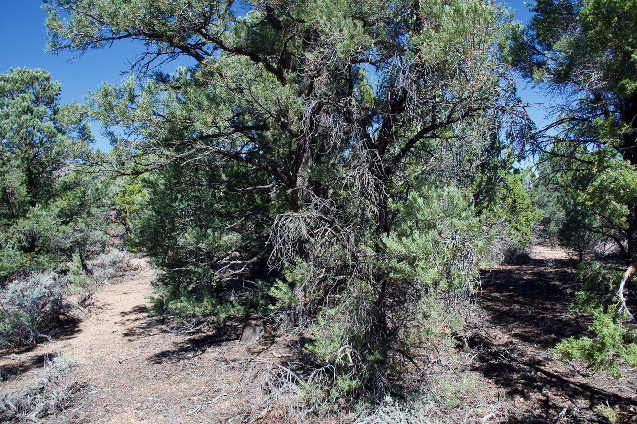 The confluence point lies in a grove of trees, just South of a gravel road.  (This is also a view to the North, towards the road.)