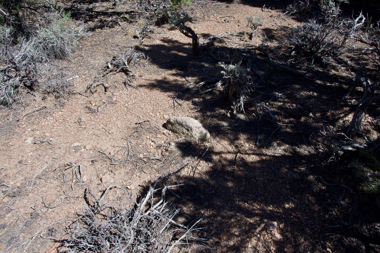 Ground cover at the confluence point