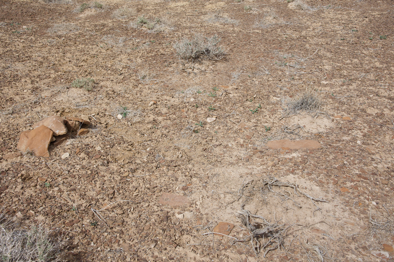 Ground cover at the confluence point