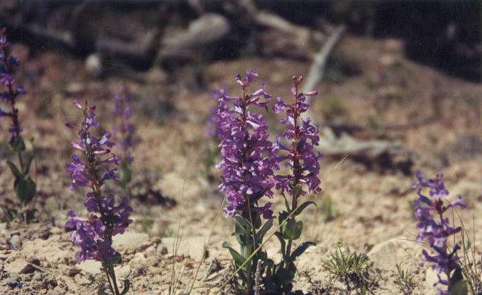 Beard-tongue, a penstemon.  This was near Eagle Canyon.