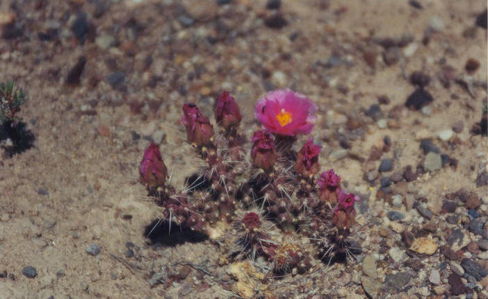 Pincushion cactus near the confluence point.