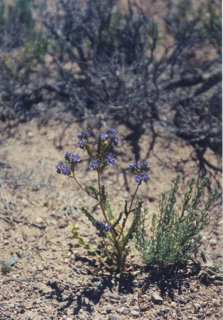 Jacob's-ladder near the confluence point.