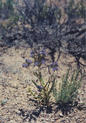 #6: Jacob's-ladder near the confluence point.