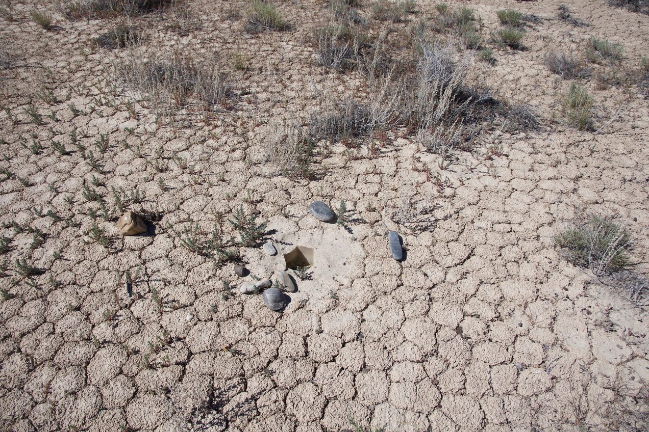 Ground cover at the confluence point, which is marked by some rocks, and a strange hexagonal-shaped hole