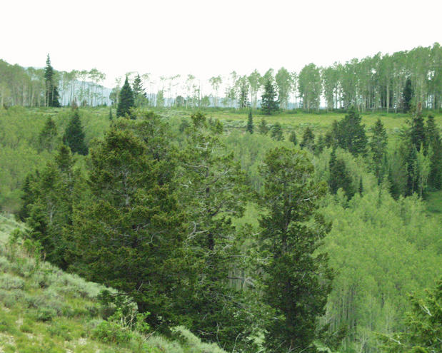 looking east from the confluence point