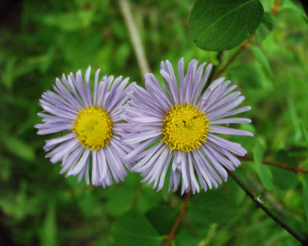 wildflowers