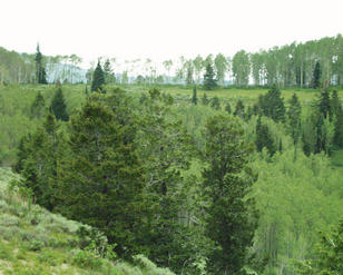 #1: looking east from the confluence point