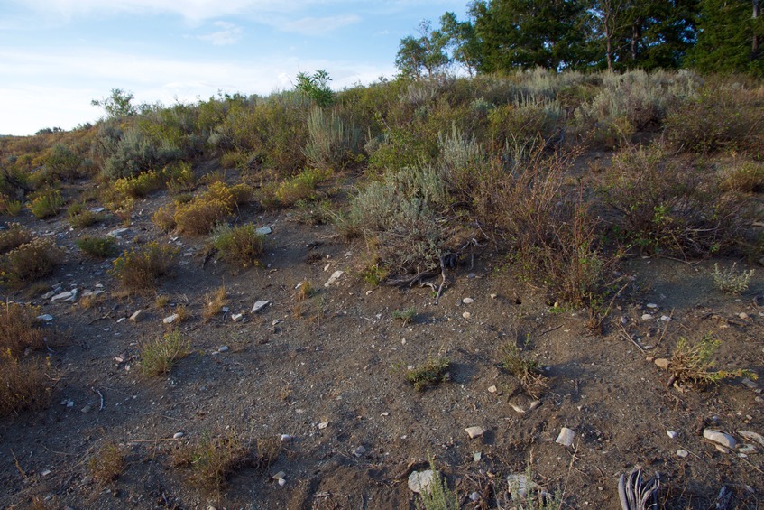 The confluence point lies in a clearing, just 0.2 miles west of a dirt road