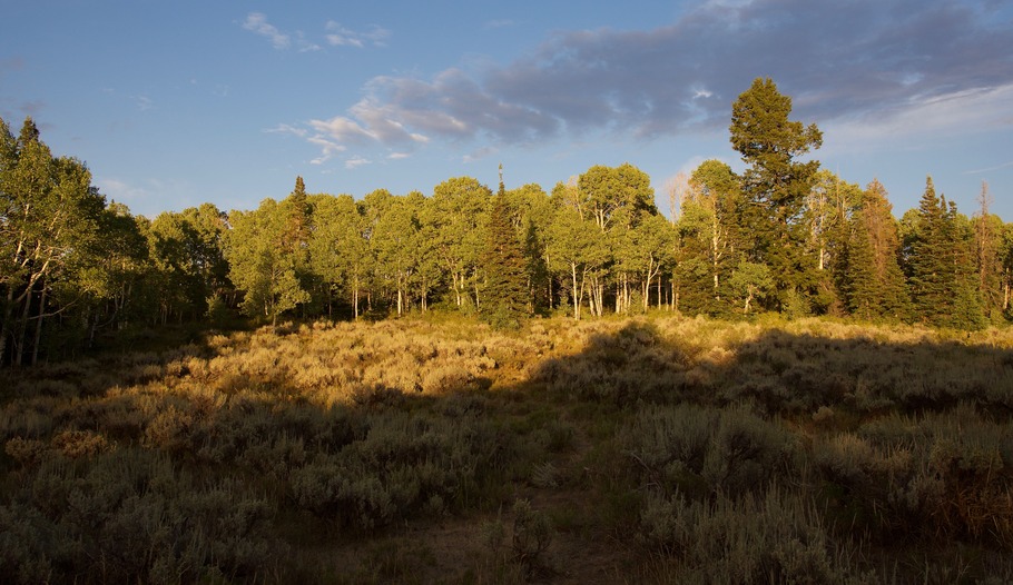 Trees to the east of the Degree Confluence Point, illuminated by the setting sun 