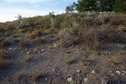 #5: The confluence point lies in a clearing, just 0.2 miles west of a dirt road