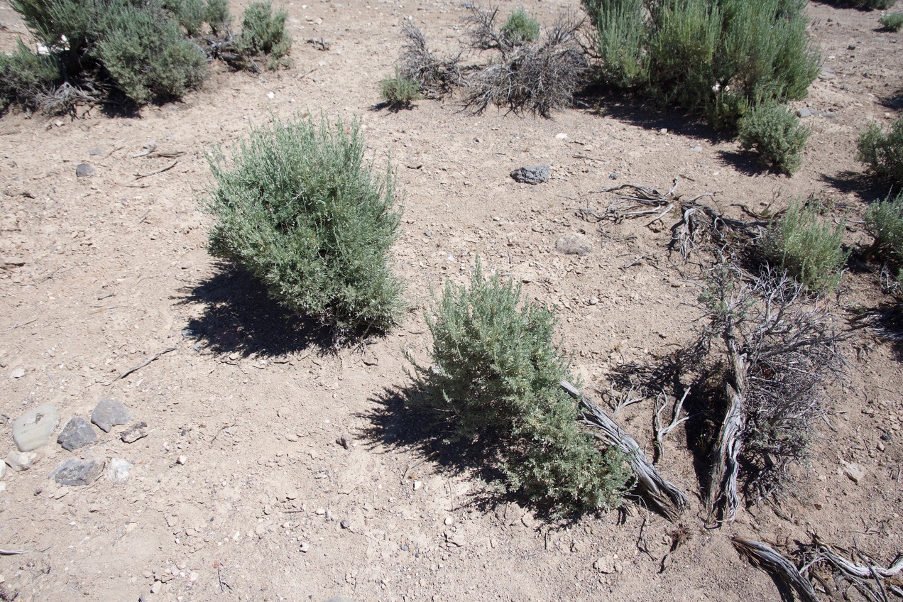 Ground cover at the confluence point