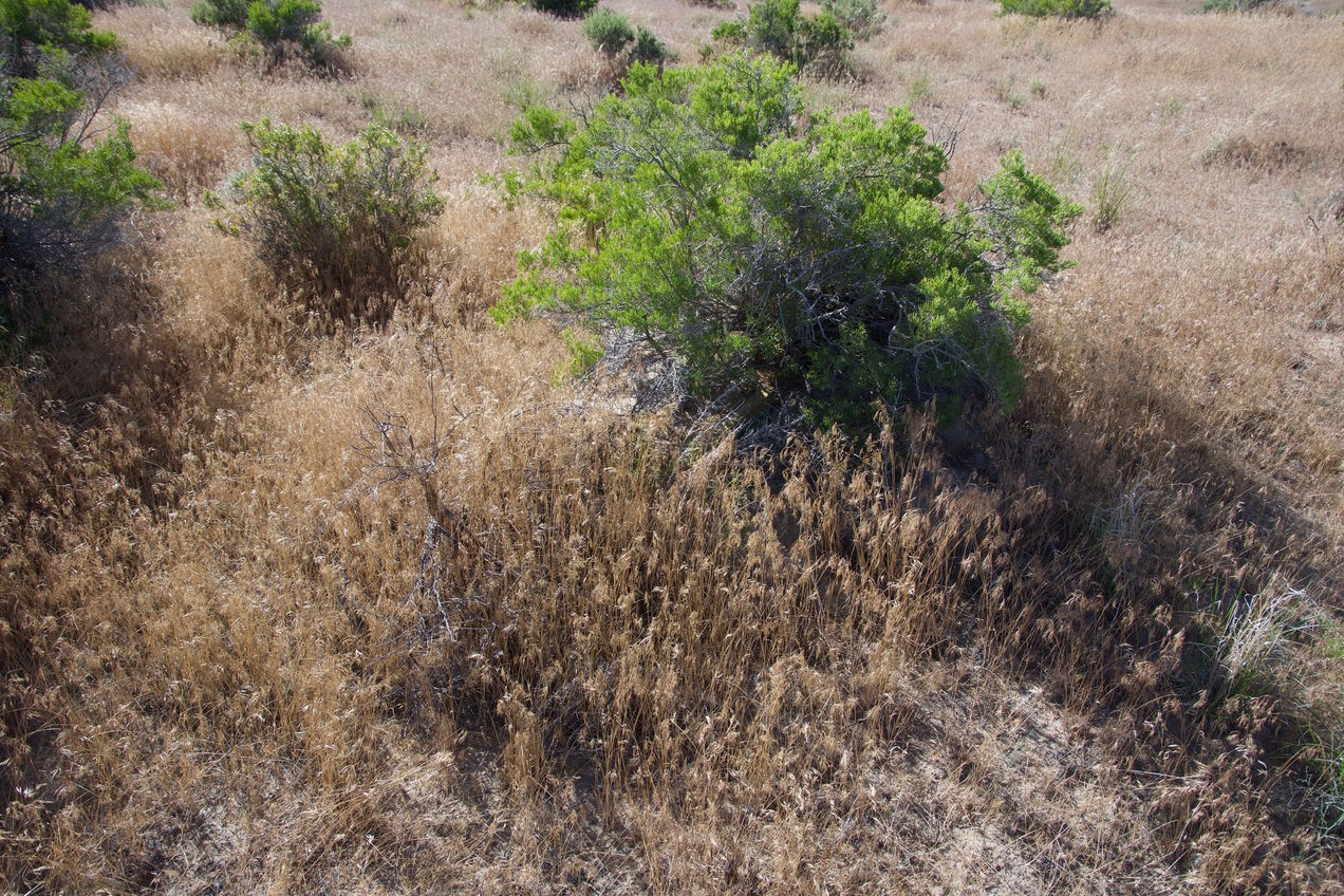 Ground cover at the confluence point.  (There is a geocache box under this bush, if anyone cares.)