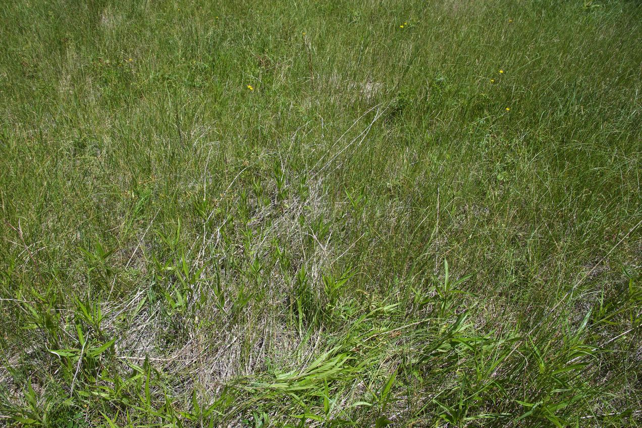 Ground cover at the confluence point