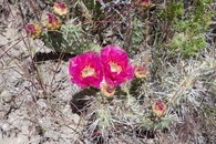 #8: Flowering cactus alongside the road that approaches the point from the South