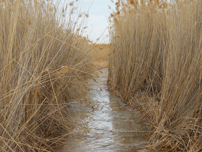 The thinning ice