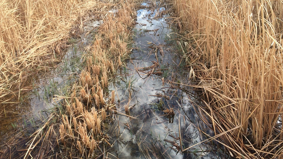 The path through the wetlands that must be crossed