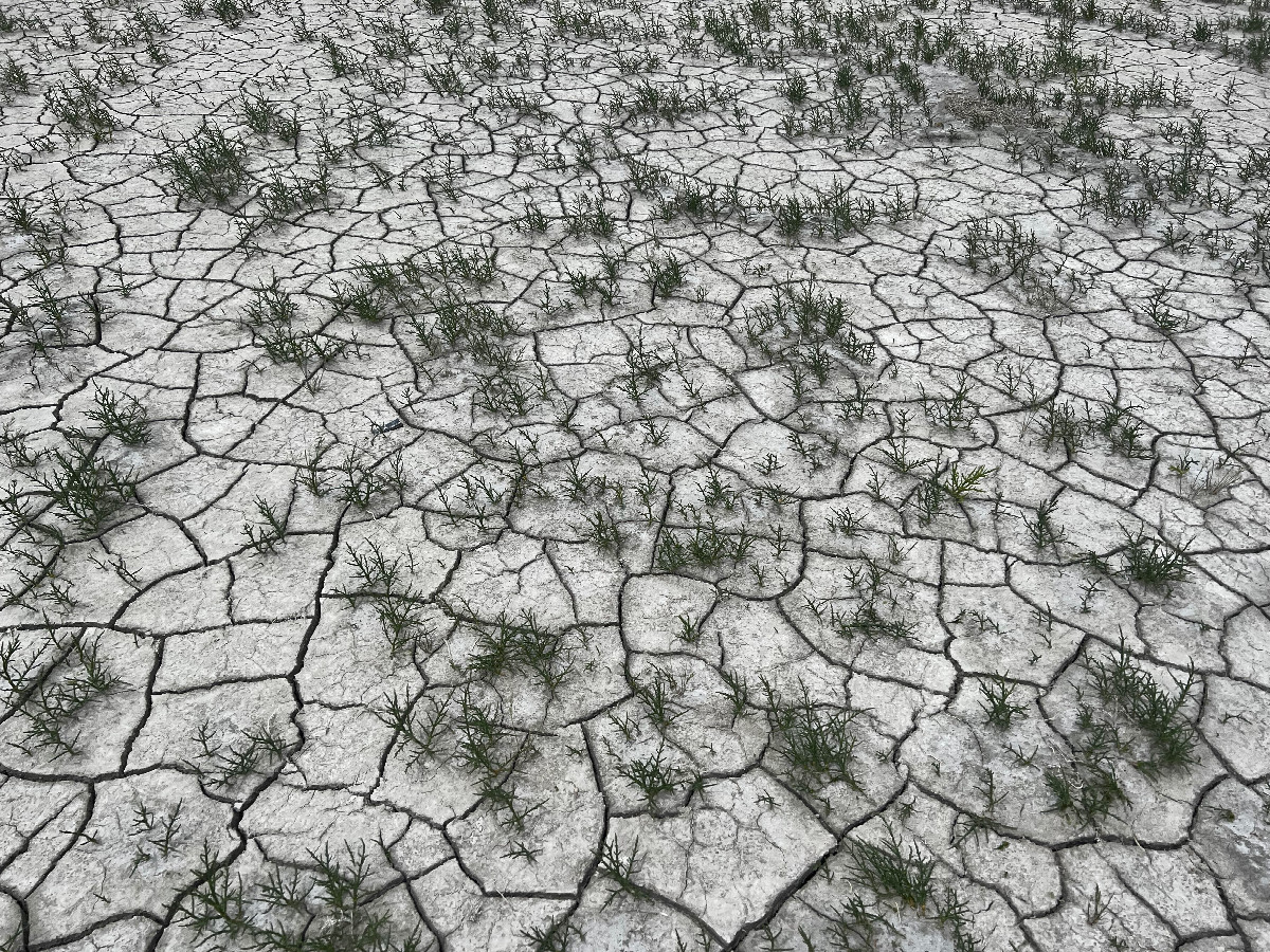 Ground cover at the confluence point