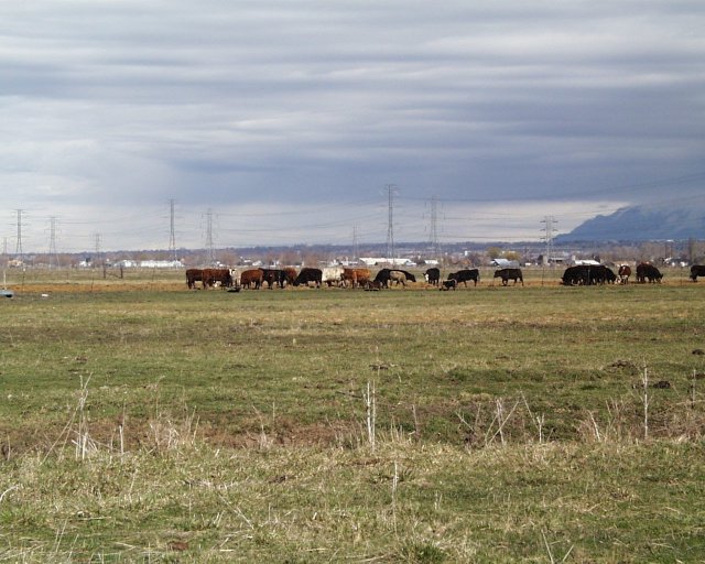 Grazing cattle