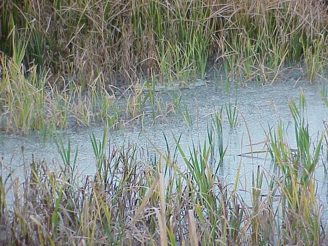 Marsh and water that we traversed in our confluence quest.