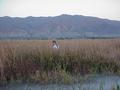 #4: Shannon White traversing the salt marsh.