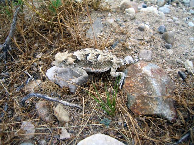 Horned Lizard near confluence