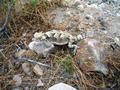 #8: Horned Lizard near confluence