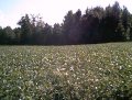 #2: Cotton field by the second house (looking West).