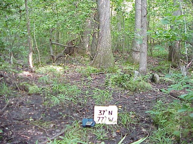 Looking north from the confluence site in the southeast Virginia forest.