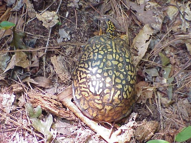 Turtle seen on the hike through the forest to the confluence.