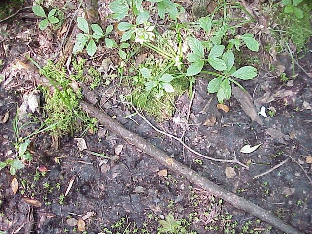 Groundcover at confluence site.