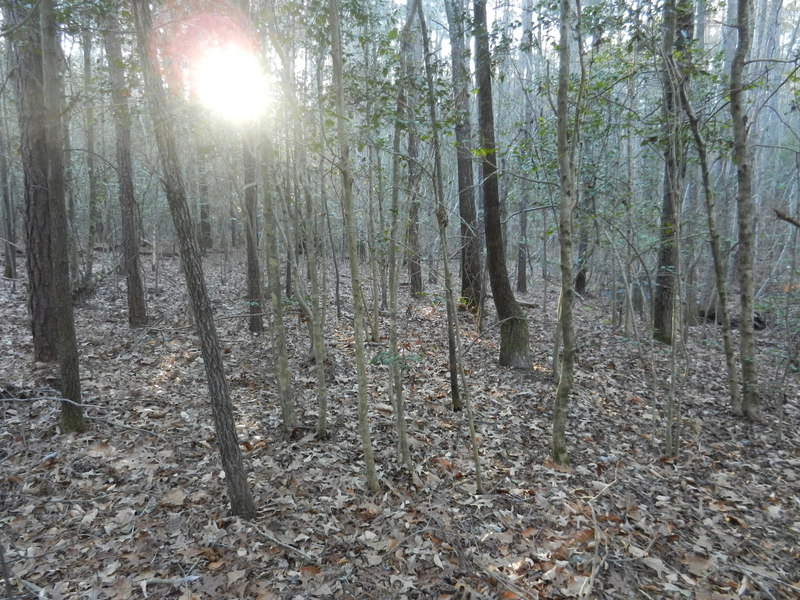 Looking west, into the setting sun