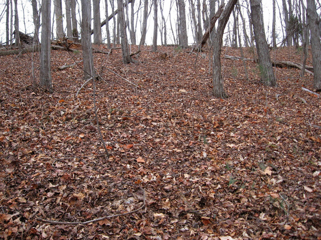 View up the hill to the north.