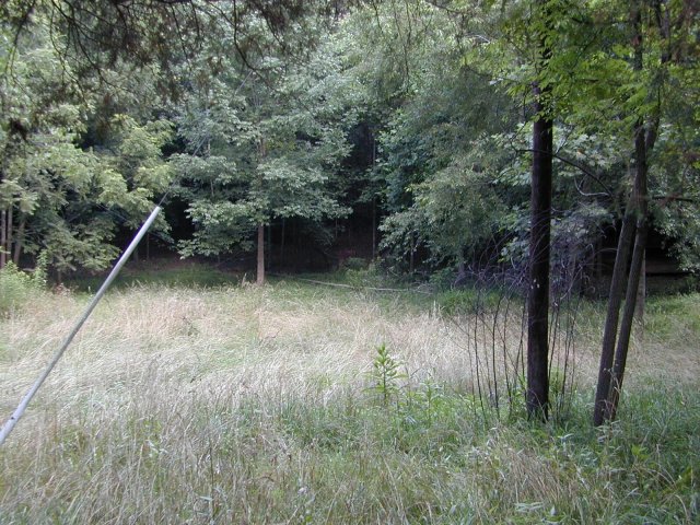 A view into the forested area protecting the confluence from aerial surveillance.