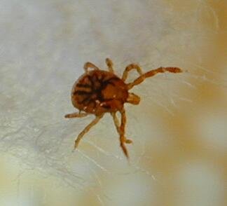 "Mr. Tick", taking a break after a successful confluence hunt.