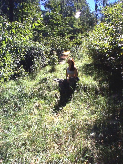 Kat in sunny grass