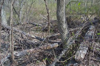 #1: The confluence point lies among this cluster of downed trees, just to the side of an old road