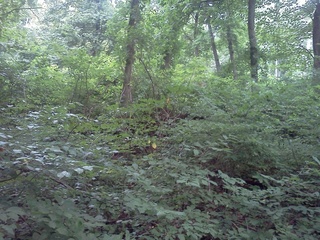 #1: Looking at the confluence point from the north