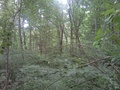 #2: At the confluence point looking north