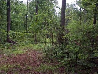 #1: The confluence itself is the dirt and grass clearing at left center