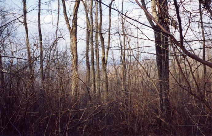 A view to the north from the confluence