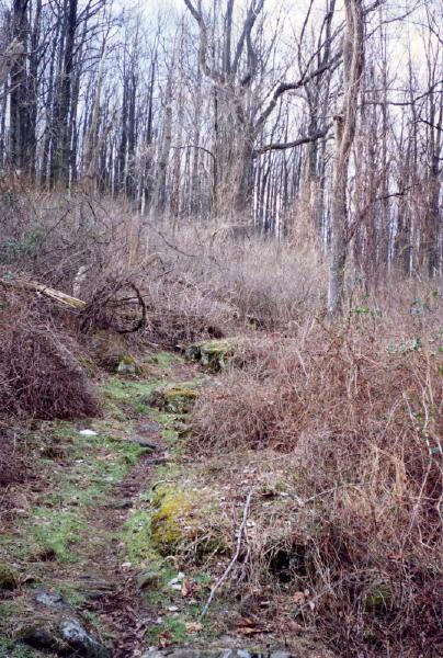 Along the AT near Rt. 50 (small white spot left center is snow)