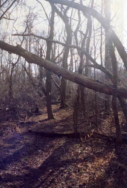 A great winter (?) day for a walk in the woods