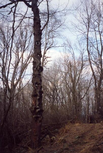 Woodpeckers have taken a liking to this tree!