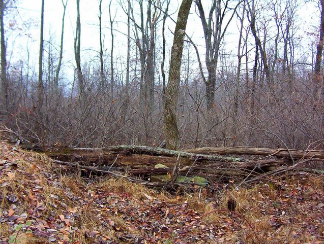 View north:  the confluence is on or just beyond the downed trees.