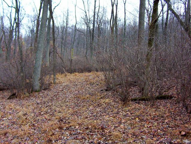 View down the clearing to the east.