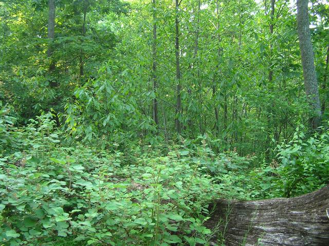 View to the north from the confluence.